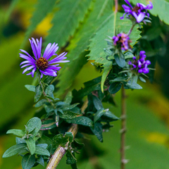 Symphyotrichum novae-angliae
