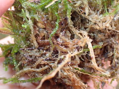 Odontoschisma sphagni