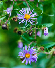 Symphyotrichum novae-angliae