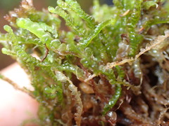 Odontoschisma sphagni