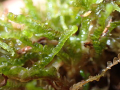 Odontoschisma sphagni