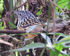 Drymophila striaticeps