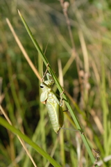 Ephippiger terrestris