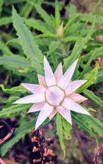 Xerochrysum papillosum