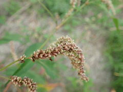 Persicaria