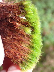 Campylopus flexuosus