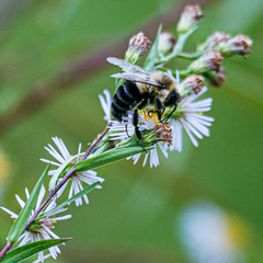 Bombus impatiens