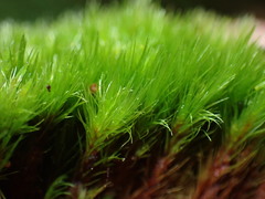 Campylopus flexuosus