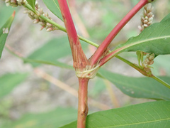 Persicaria