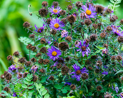 Symphyotrichum novae-angliae