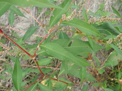 Persicaria
