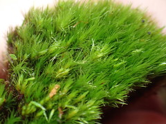 Campylopus flexuosus