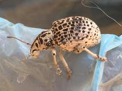 Cydianerus latruncularius