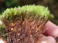 Campylopus flexuosus