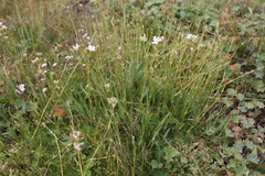 Gypsophila tenuifolia