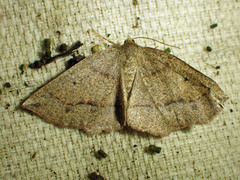 Metarranthis duaria