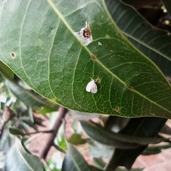 Lepidoptera