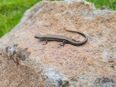 Pseudemoia pagenstecheri