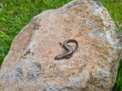 Pseudemoia pagenstecheri