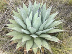 Agave applanata