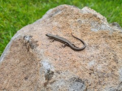 Pseudemoia pagenstecheri