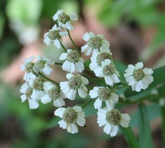 Achillea biserrata