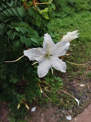 Lysiphyllum winitii