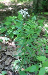 Achillea biserrata