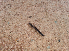 Asiomorpha coarctata