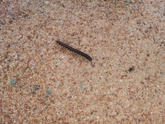 Asiomorpha coarctata