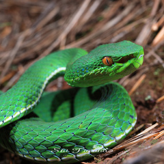 Trimeresurus yunnanensis