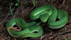 Trimeresurus yunnanensis
