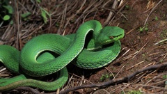 Trimeresurus yunnanensis