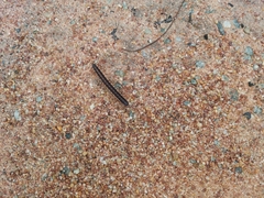 Asiomorpha coarctata