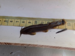 Amphilius uranoscopus