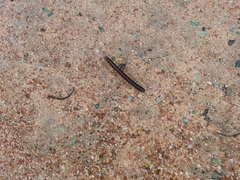 Asiomorpha coarctata