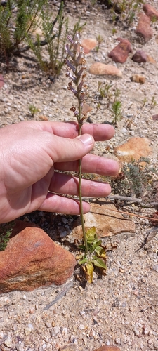 Image of Cyphia phyteuma by (c) Brian du Preez, some rights reserved (CC BY-SA)