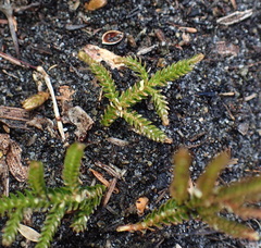 Selaginella uliginosa