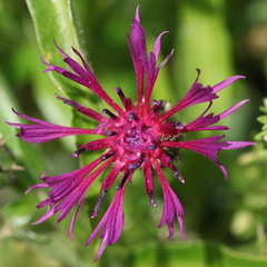 Centaurea montana