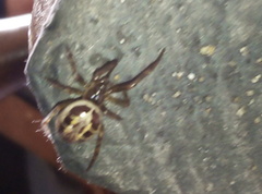 Steatoda nobilis