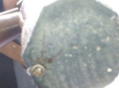 Steatoda nobilis