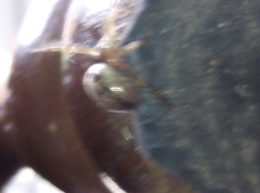Steatoda nobilis