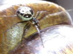 Steatoda nobilis