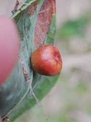 Cynips disticha