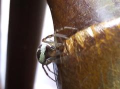 Steatoda nobilis