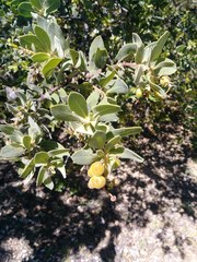 Arctostaphylos hooveri