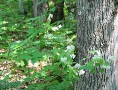 Philadelphus caucasicus