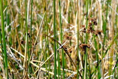 Juncus punctorius