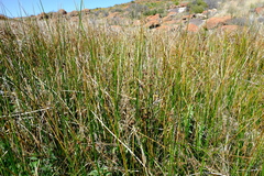 Juncus punctorius