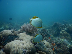 Chaetodon xanthocephalus